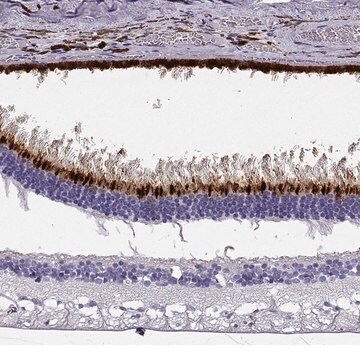 Anti-OPN5 antibody produced in rabbit Prestige Antibodies&#174; Powered by Atlas Antibodies, affinity isolated antibody