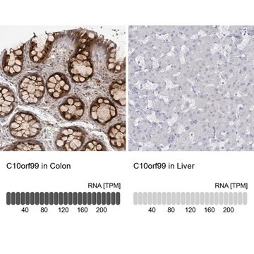 抗-C10ORF99 兔抗 Prestige Antibodies&#174; Powered by Atlas Antibodies, affinity isolated antibody, buffered aqueous glycerol solution