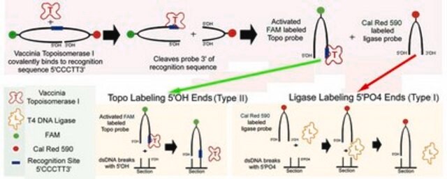 ApopTag ISOL Dual Fluorescence Apoptosis Detection Kit (DNase Types I &amp; II) The ApopTag ISOL Dual Fluorescence Kit utilizes a proprietary double hairpin, dual fluorescently labeled oligonucleotide labeling process to detect &amp; distinguish between typical apoptotic DNA breaks induced by either DNase I or DNase II.