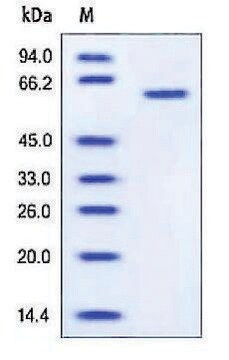 MMP-1 人 recombinant, expressed in HEK 293 cells, &#8805;95% (SDS-PAGE)