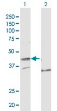 Anti-POLE antibody produced in rabbit purified immunoglobulin, buffered aqueous solution