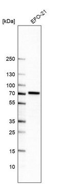 Anti-POC5 antibody produced in rabbit Prestige Antibodies&#174; Powered by Atlas Antibodies, affinity isolated antibody, buffered aqueous glycerol solution