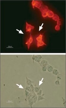 Anti-Potassium Channel hKv11.1 antibody produced in rabbit affinity isolated antibody, lyophilized powder