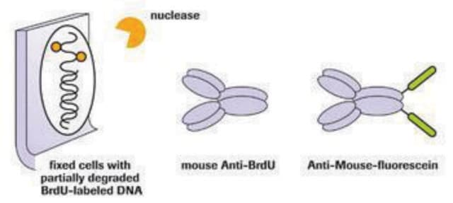 5-ブロモ-2&#8242;-デオキシ-ウリジン標識および検出キットI sufficient for &#8804;100&#160;tests, kit of 1 (5 components), suitable for immunofluorescence