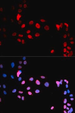 Anti-Phospho-MAX-S11 antibody produced in rabbit