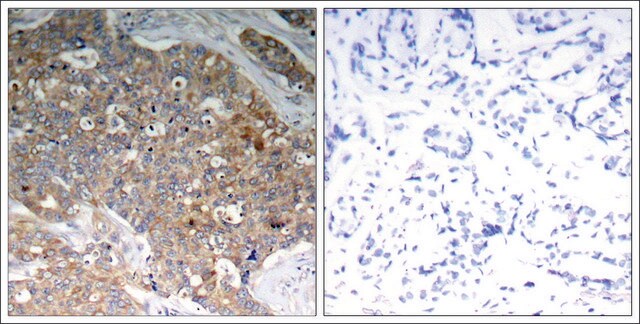 Anti-phospho-GSK3B (pTyr216) antibody produced in rabbit affinity isolated antibody