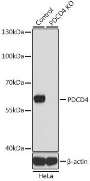 Anti-PDCD4 antibody produced in rabbit