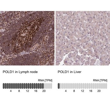 Anti-POLD1 antibody produced in rabbit Prestige Antibodies&#174; Powered by Atlas Antibodies, affinity isolated antibody, buffered aqueous glycerol solution