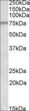 Anti-CRTC2 antibody produced in goat affinity isolated antibody, buffered aqueous solution