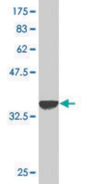 Monoclonal Anti-KRT10 antibody produced in mouse clone 1H6, purified immunoglobulin, buffered aqueous solution