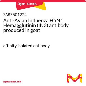 Anti-Avian Influenza H5N1 Hemagglutinin (IN3) antibody produced in goat affinity isolated antibody