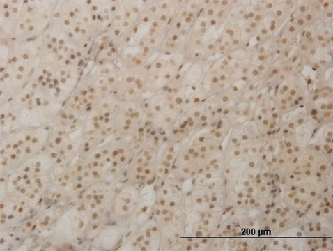 Monoclonal Anti-RAX antibody produced in mouse clone 4F4, purified immunoglobulin, buffered aqueous solution