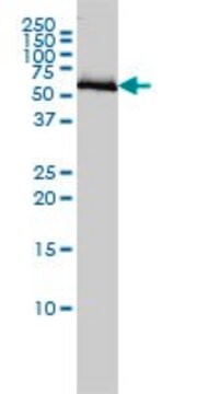 Monoclonal Anti-COASY antibody produced in mouse clone 1H6, purified immunoglobulin, buffered aqueous solution