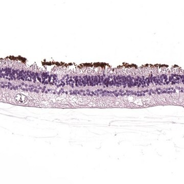 Anti-RHO antibody produced in rabbit Prestige Antibodies&#174; Powered by Atlas Antibodies, affinity isolated antibody