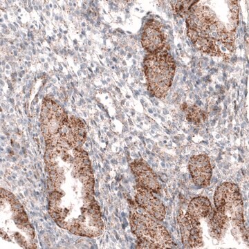 Monoclonal Anti-GRN antibody produced in mouse Prestige Antibodies&#174; Powered by Atlas Antibodies, clone CL5695, purified immunoglobulin, buffered aqueous glycerol solution