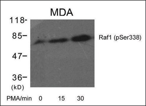 Anti-phospho-RAF1 (pSer338) antibody produced in rabbit affinity isolated antibody