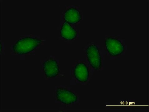 Anti-PPP1R13L antibody produced in mouse purified immunoglobulin, buffered aqueous solution