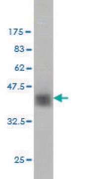 ANTI-ZNF41 antibody produced in mouse clone 1E1, purified immunoglobulin, buffered aqueous solution