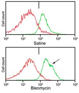 抗I型前胶原，A1/COL1A1 from rabbit, purified by affinity chromatography