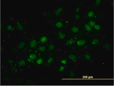 Monoclonal Anti-DNMT2 antibody produced in mouse clone 1E12, purified immunoglobulin, buffered aqueous solution