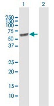 Anti-LGI1 antibody produced in mouse purified immunoglobulin, buffered aqueous solution