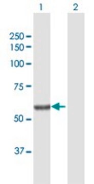 Anti-SGPL1 antibody produced in rabbit purified immunoglobulin, buffered aqueous solution