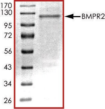 BMPR2 (174-end), active, His tagged human PRECISIO&#174; Kinase, recombinant, expressed in baculovirus infected Sf9 cells, &#8805;70% (SDS-PAGE), buffered aqueous glycerol solution