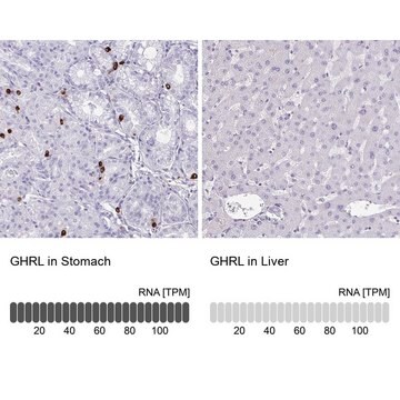 Anti-GHRL antibody produced in rabbit Prestige Antibodies&#174; Powered by Atlas Antibodies, affinity isolated antibody, buffered aqueous glycerol solution