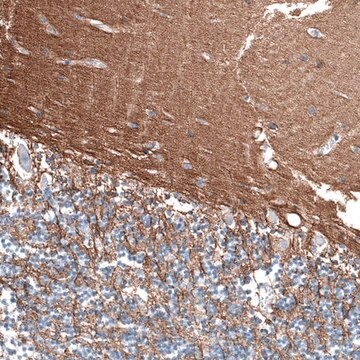 Anti-RXFP1 antibody produced in rabbit Prestige Antibodies&#174; Powered by Atlas Antibodies, affinity isolated antibody, buffered aqueous glycerol solution