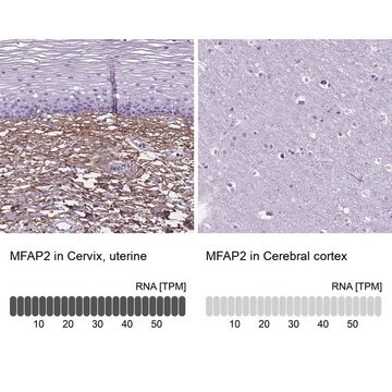 抗MFAP2 ウサギ宿主抗体 Prestige Antibodies&#174; Powered by Atlas Antibodies, affinity isolated antibody, buffered aqueous glycerol solution