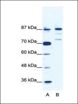 Anti-BACH1 antibody produced in rabbit IgG fraction of antiserum