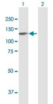 Anti-EPB41L3 antibody produced in mouse purified immunoglobulin, buffered aqueous solution