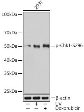 Anti-Phospho-Chk1-S296 antibody produced in rabbit