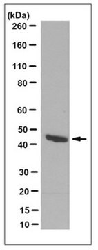 Przeciwciało anty-Pax-2, klon 4C2.2 culture supernatant, clone 4C2.2, from mouse