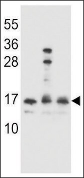 ANTI-HOPX(C-TERMINAL) antibody produced in rabbit affinity isolated antibody, buffered aqueous solution