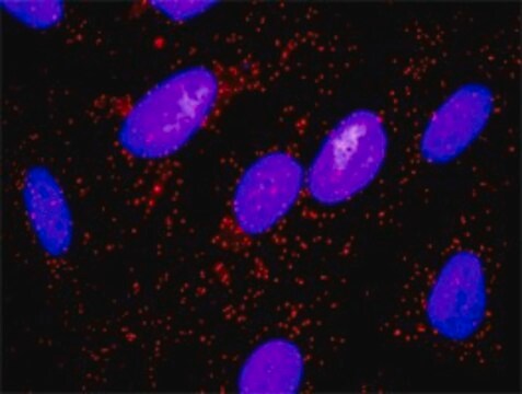 Anti-MYLK antibody produced in rabbit purified immunoglobulin, buffered aqueous solution