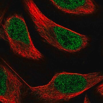 Anti-PAX8 antibody produced in rabbit Prestige Antibodies&#174; Powered by Atlas Antibodies, affinity isolated antibody, buffered aqueous glycerol solution