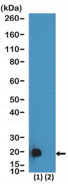 Królicze przeciwciało monoklonalne anty-DDDK-Tag clone RM399, affinity purified immunoglobulin