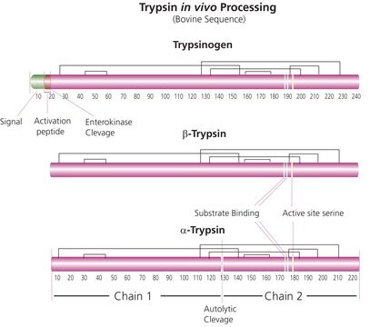 Trypsine from bovine pancreas TPCK Treated, essentially salt-free, lyophilized powder, &#8805;10,000&#160;BAEE units/mg protein