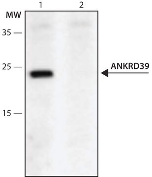 Anti-ANKRD39 (28-38) antibody produced in rabbit IgG fraction of antiserum