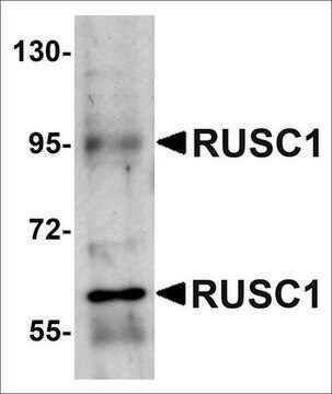 Anti-RUSC1 antibody produced in rabbit affinity isolated antibody, buffered aqueous solution