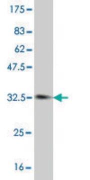 Monoclonal Anti-SOX12 antibody produced in mouse clone 2A6, purified immunoglobulin, buffered aqueous solution