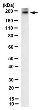 Anticorps anti-ABCA4, clone&nbsp;5B4 clone 5B4, from mouse