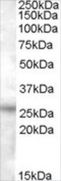 Anti-RASSF3 antibody produced in goat affinity isolated antibody, buffered aqueous solution