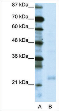 Anti-TAF10 antibody produced in rabbit affinity isolated antibody