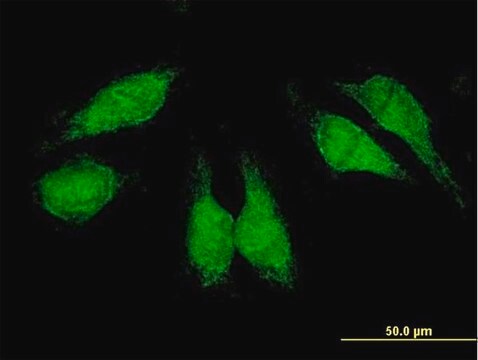 Anti-CRKL antibody produced in mouse purified immunoglobulin, buffered aqueous solution