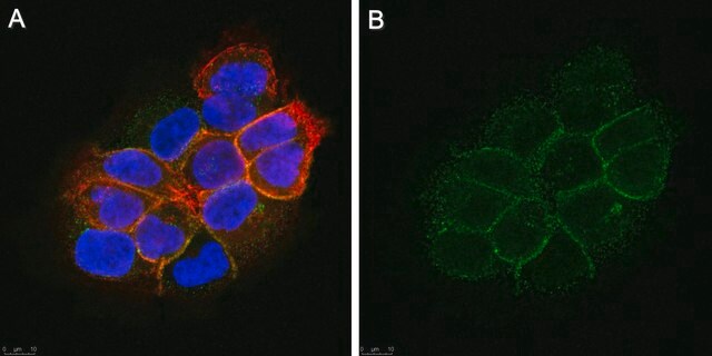 Anti-Integrin &#945;V Antibody, clone LM142