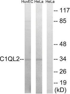 Anti-C1QL2 antibody produced in rabbit affinity isolated antibody