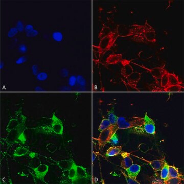 Monoclonal Anti-Glua1/Glur1 - Rpe antibody produced in mouse clone S355-1, purified immunoglobulin