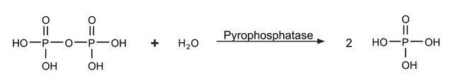 無機ピロホスファターゼ 大腸菌由来 recombinant, expressed in E. coli, lyophilized powder, &#8805;90%, &#8805;800&#160;units/mg protein